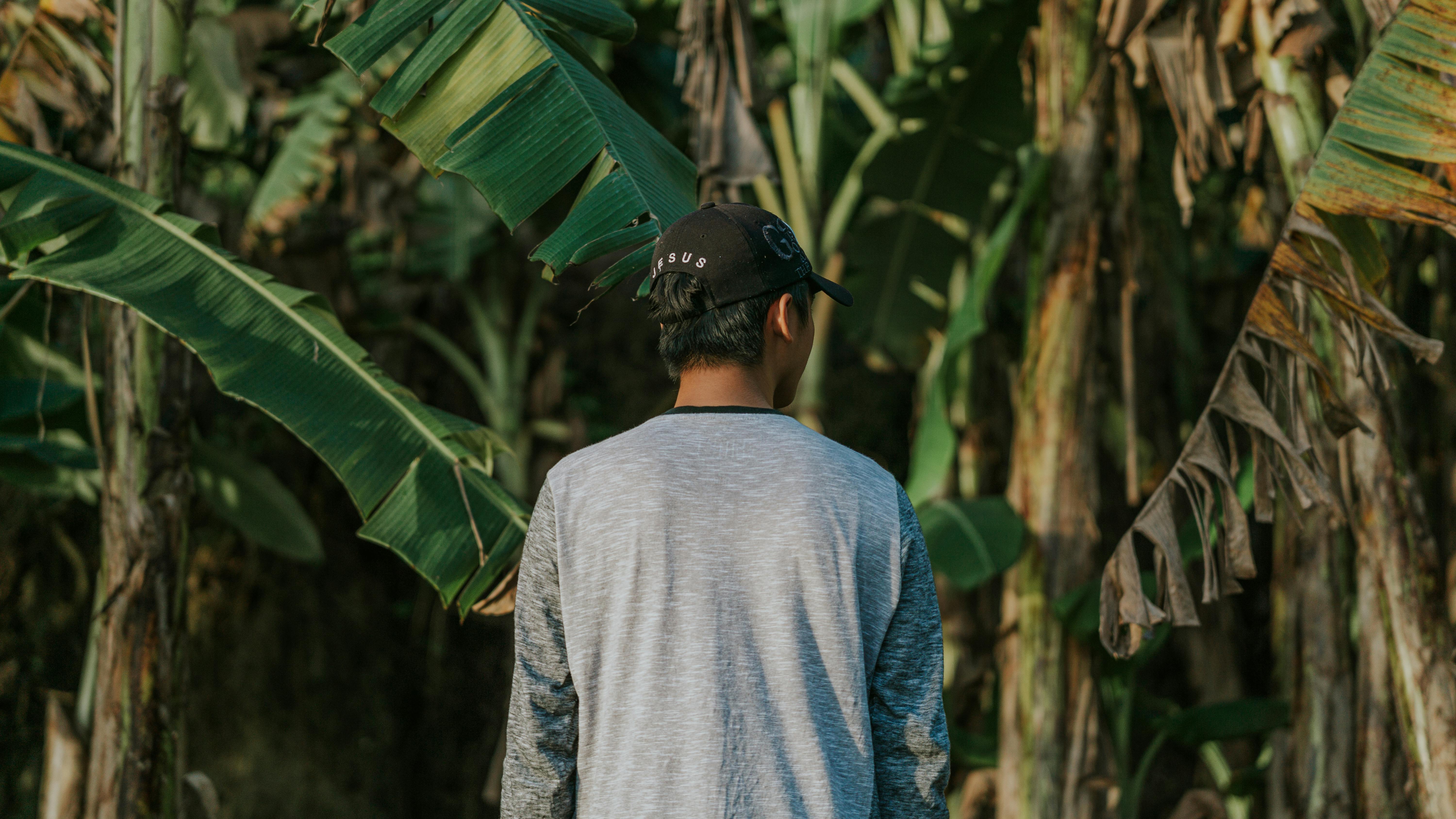 A person in a cap stands amidst lush banana trees, captured from behind.