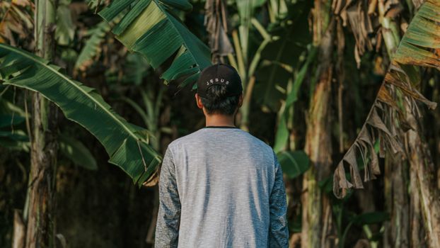 Back view of a person standing in a banana grove wearing a cap with 'Jesus' text.