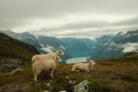 Sheep graze in stunning Norwegian mountains under a cloudy sky.