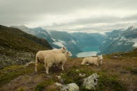 好的，我会按照您的要求进行句子的优化