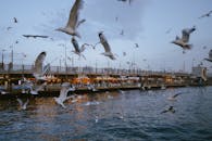 以下是优化后的句子：

