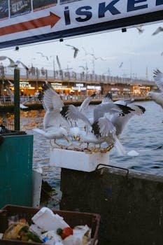 以下是一些动作、动物和鸟类的免费库存照片：

1. 动作：跑步、跳跃、游泳、骑自行车等