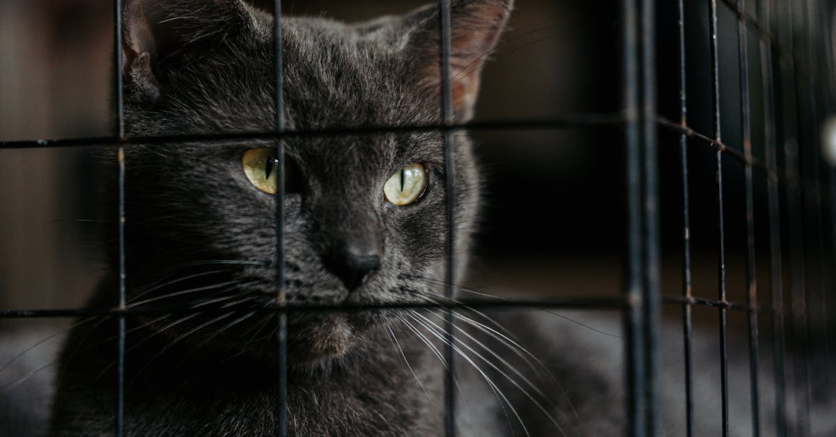 新當選德國市長遭持刀攻擊,政治暴力問題引關注