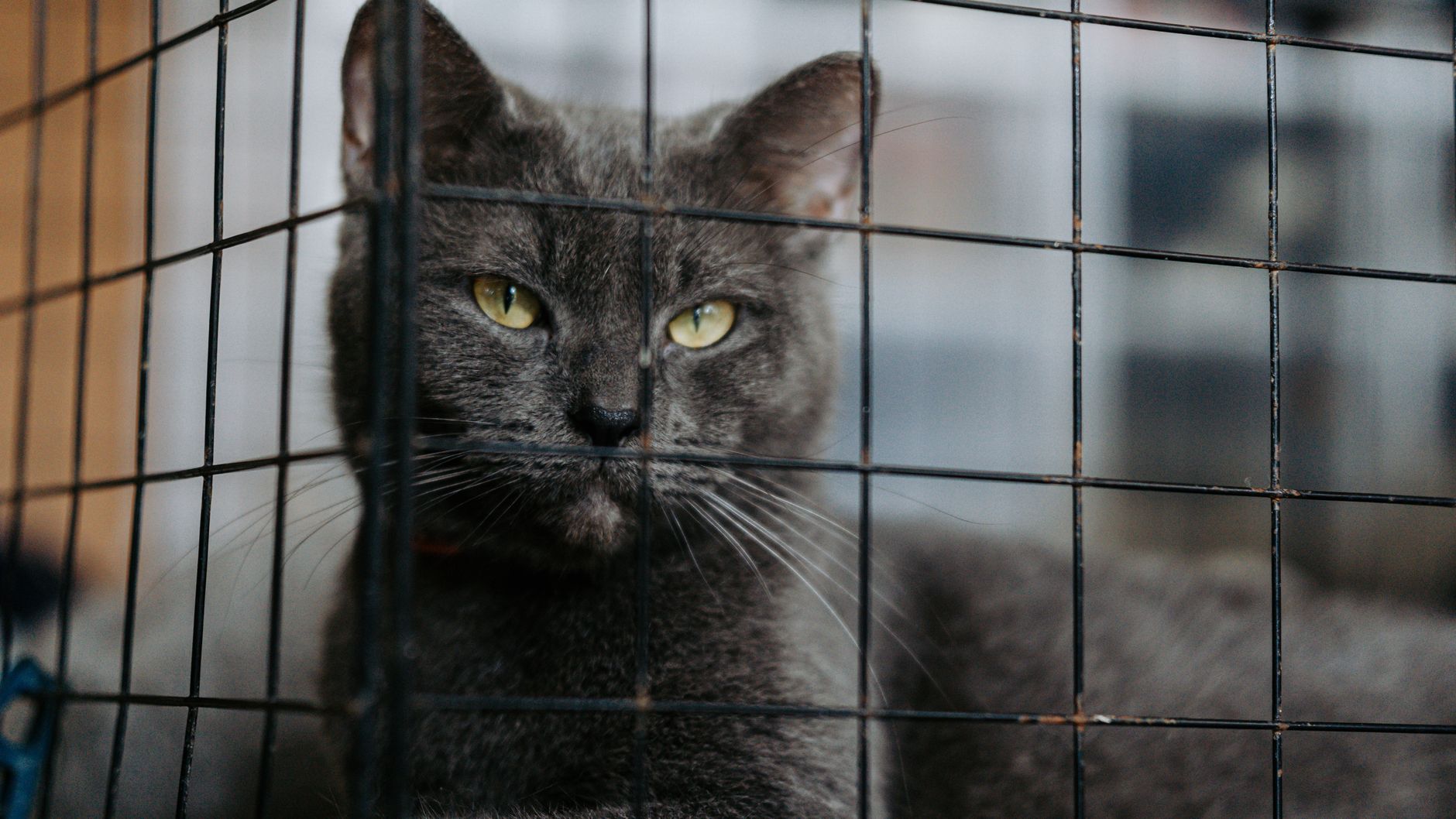 chinchilla sitting inside cage close up