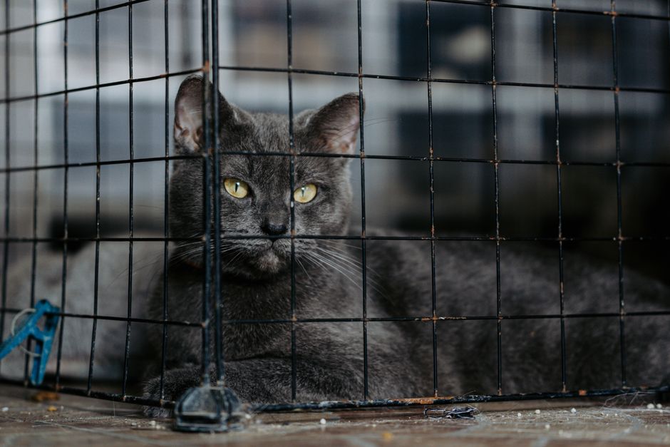 Gray cat lying down calmly inside a black wire cage on a wooden floor, ears forward, a blue clip on the bars