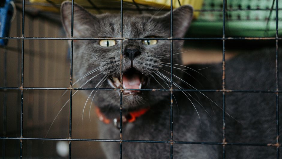 indoor cat enclosure catio outdoor safe