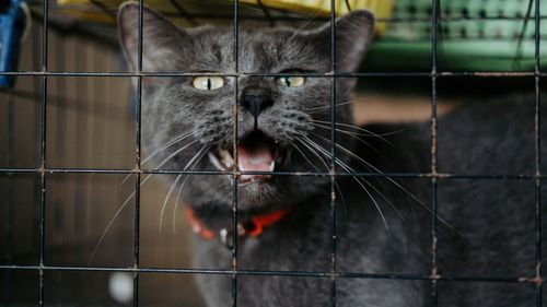 Free Gray cat meowing from inside a wire cage, wearing a red collar. Stock Photo