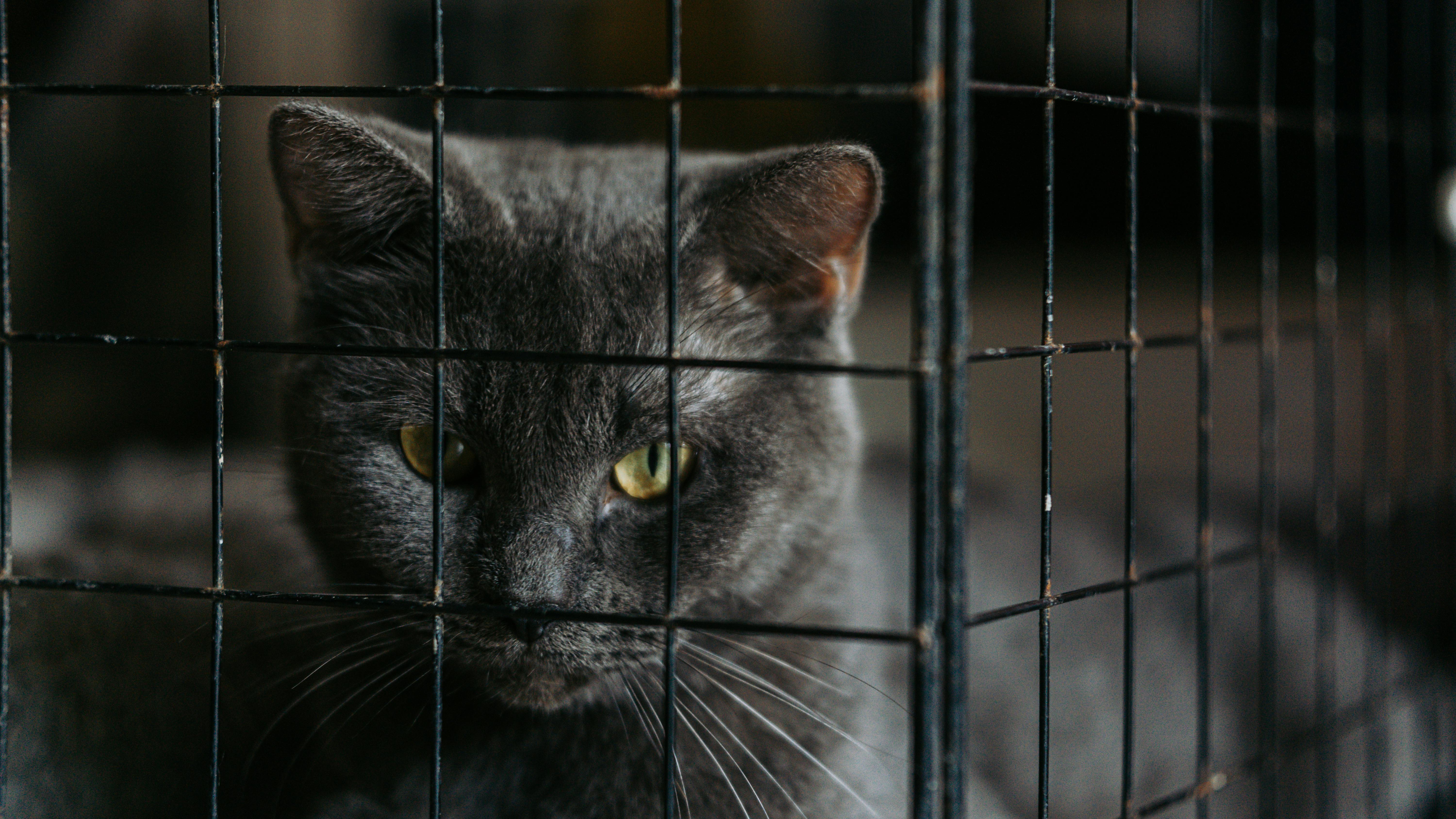 A close-up of a gray cat with striking yellow eyes peering through a metal cage.