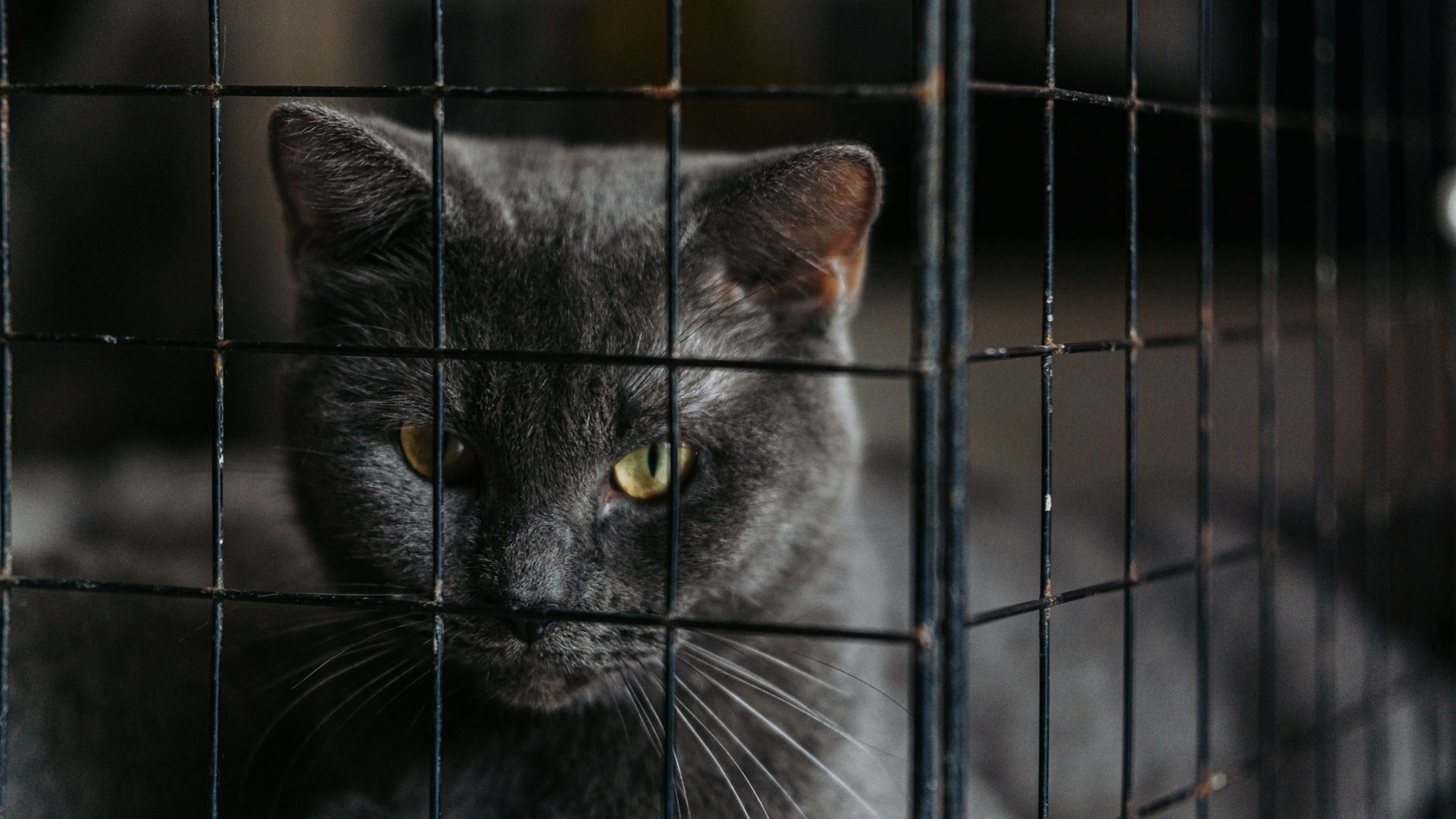Cat Shelter Costs Rise to £40,000 Monthly Amid 130 Cat Surrenders Waiting