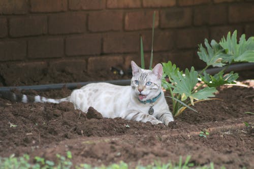 Free stock photo of bengal, bengal cat, cat