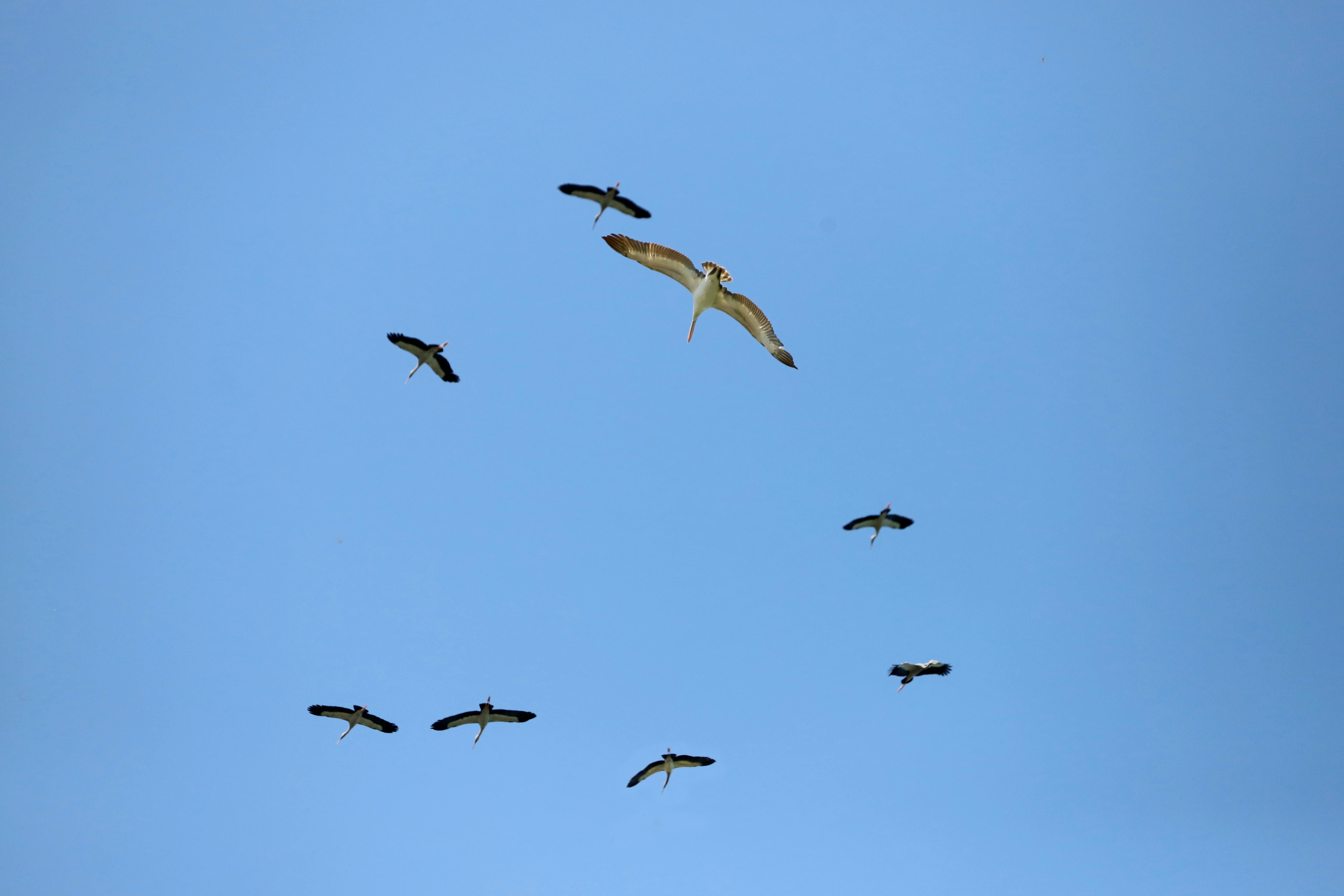 好的，以下是优化后的内容