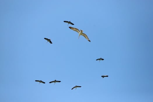 好的，以下是优化后的内容