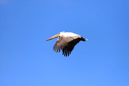您提供的内容似乎不完整或未包含具体句子，因此我无法直接进行优化