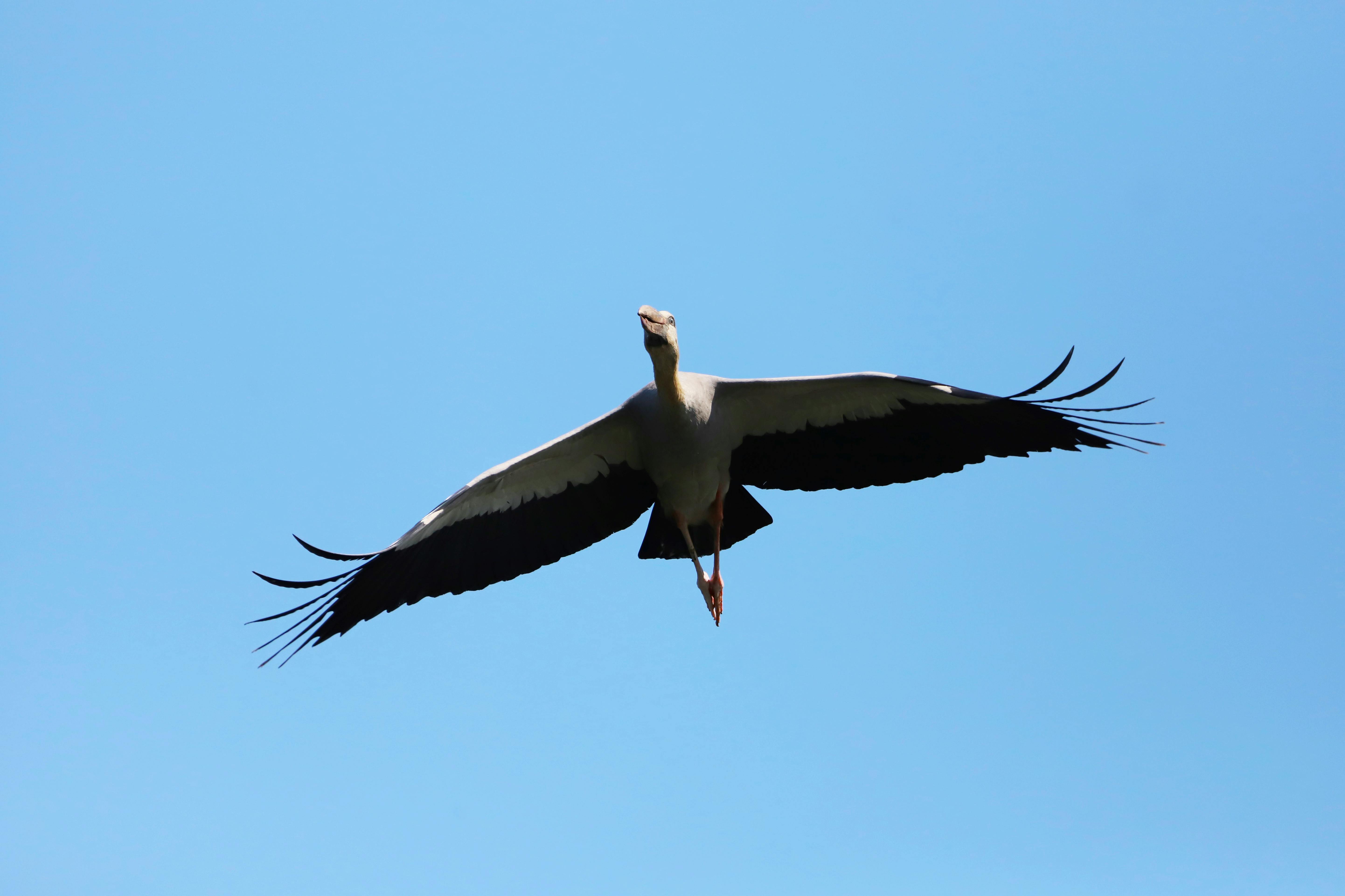 好的，我会按照您的要求进行句子的优化