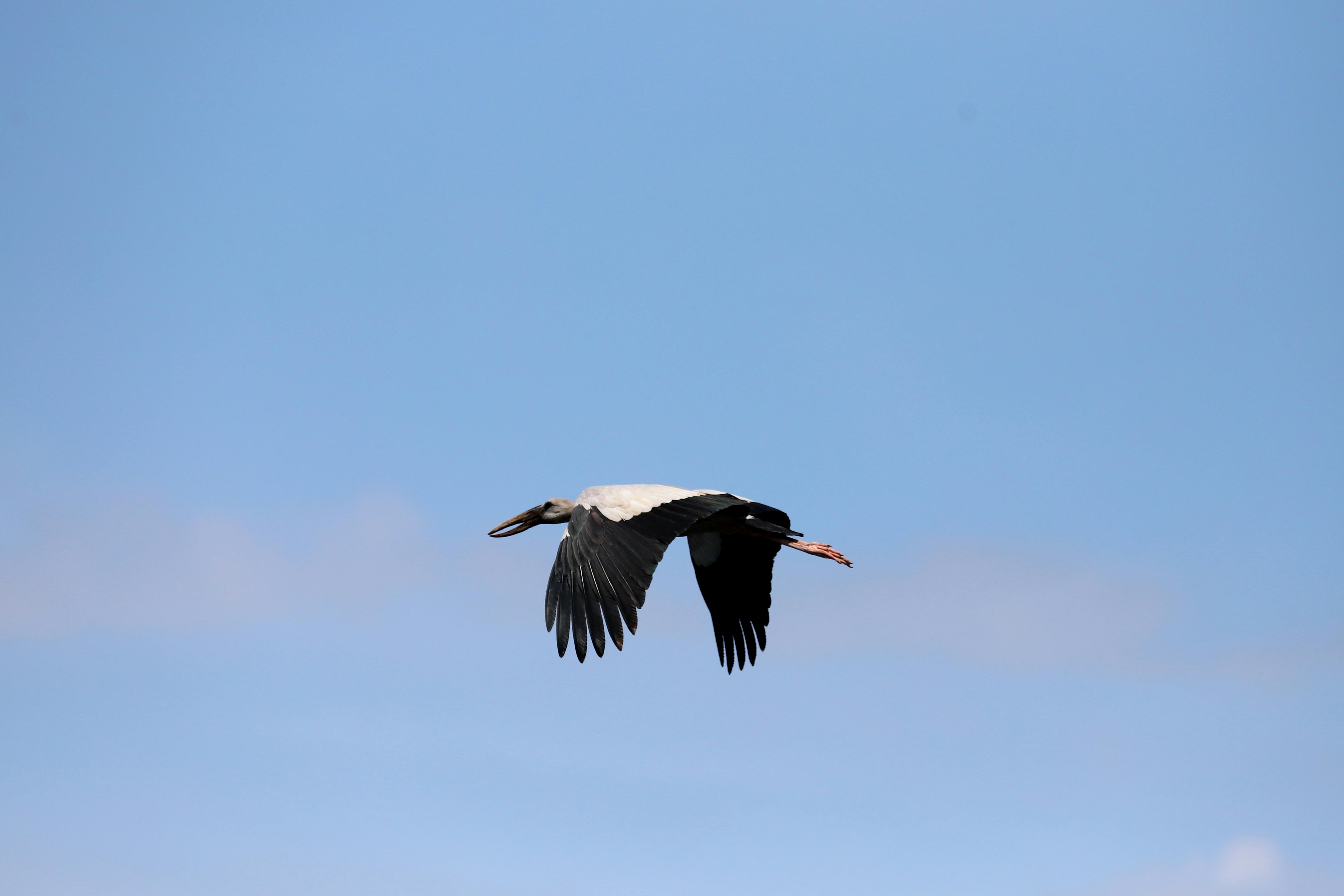 好的，我会按照您的要求进行句子的优化