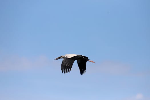 好的，我会按照您的要求进行句子的优化
