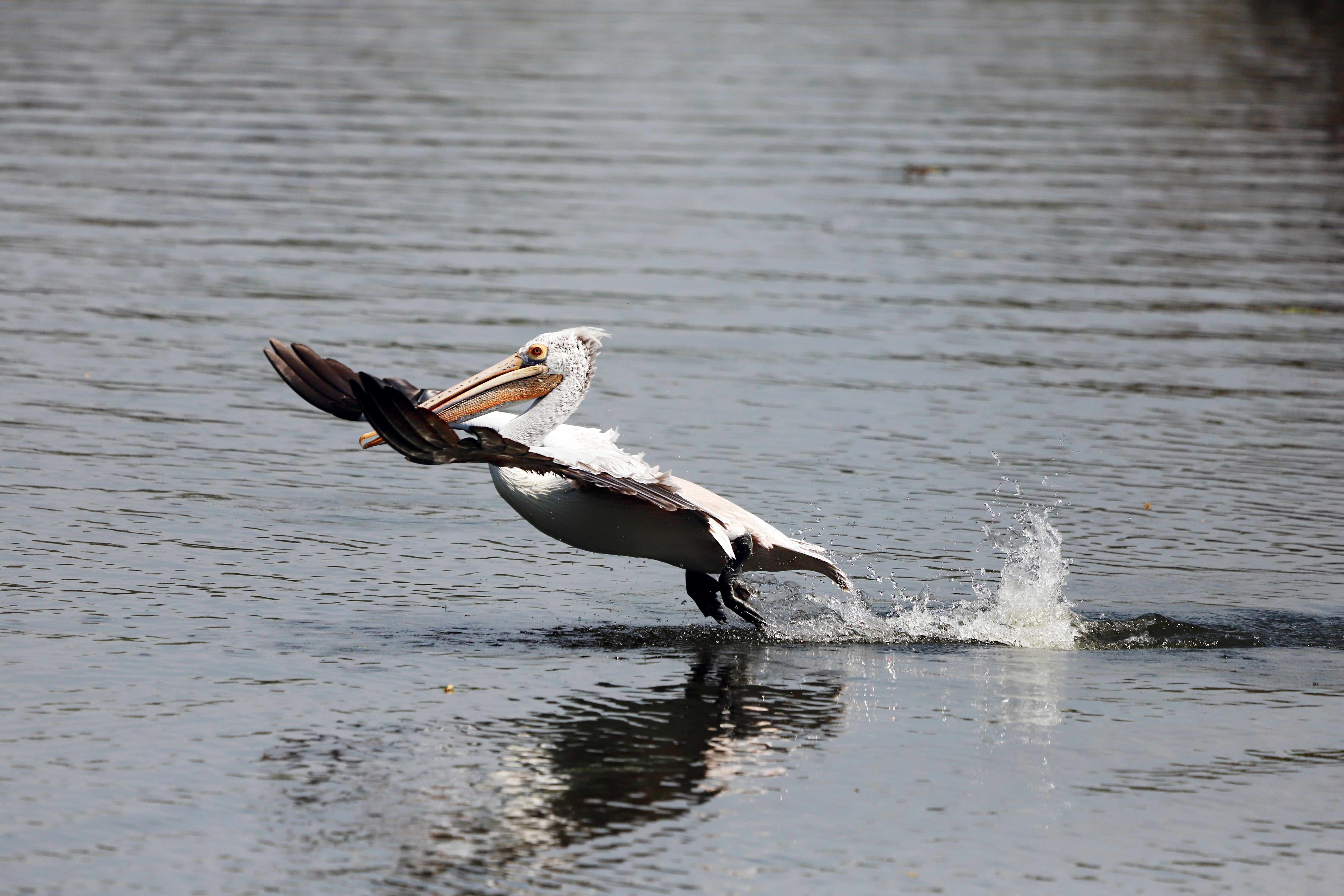 A pelican landing on water, captured mid-motion with splashing effects, illustrating serene wildlife moments.