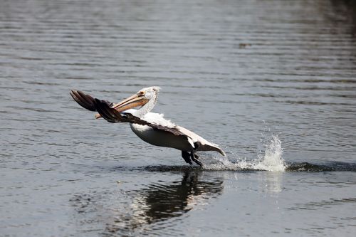 Free A pelican landing on water, captured mid-motion with splashing effects, illustrating serene wildlife moments. Stock Photo