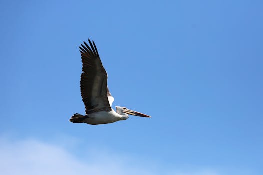 好的，我会按照您的要求进行句子的优化