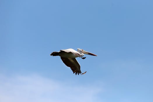 好的，我会遵循您的指示进行文本优化