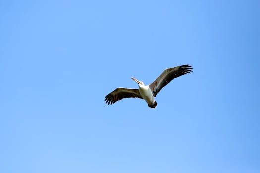 好的，请提供您需要优化的句子