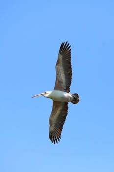 好的，我会遵循上述规则进行句子的优化