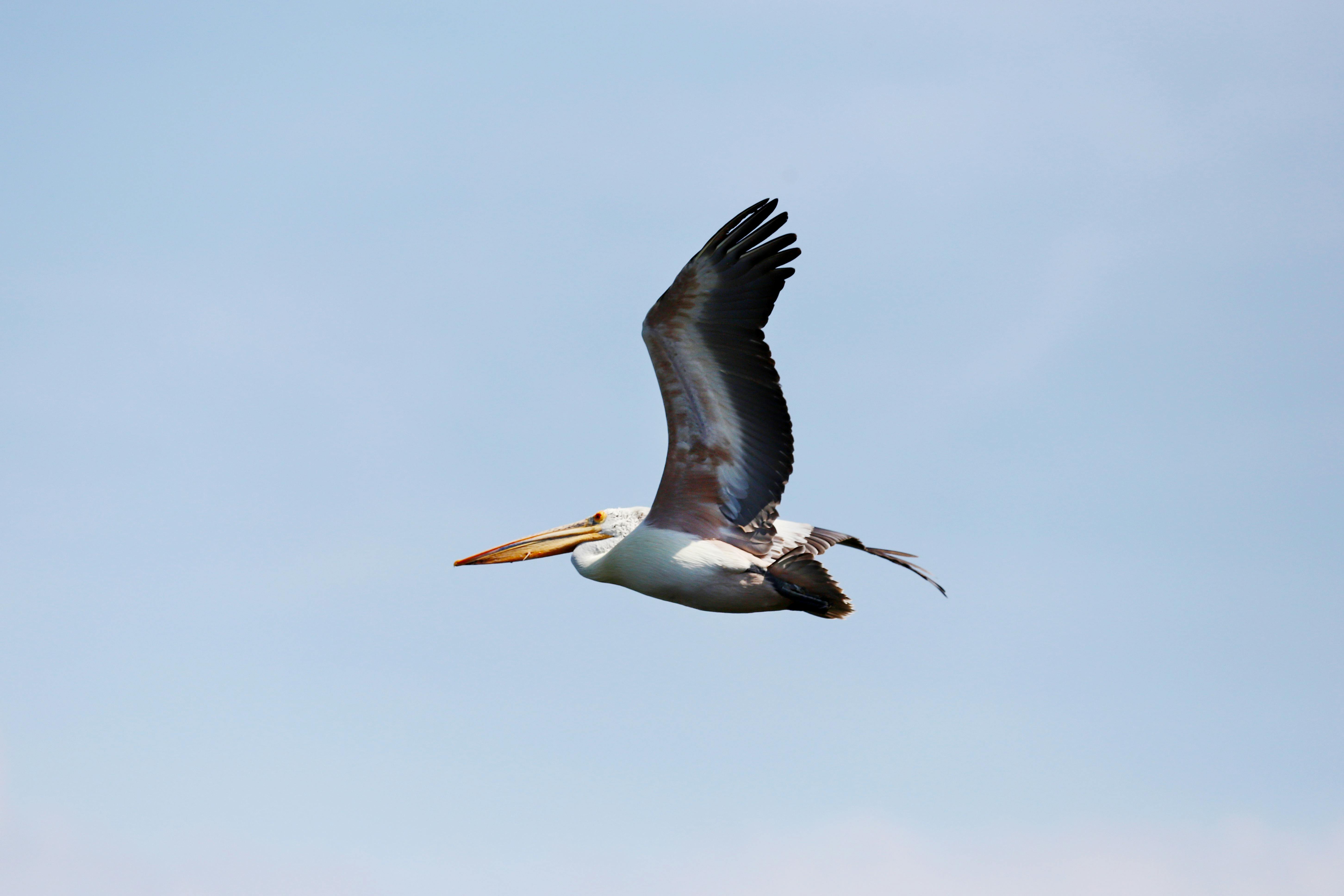 好的，我会根据您的要求进行优化