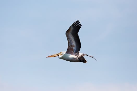 好的，我会根据您的要求进行优化