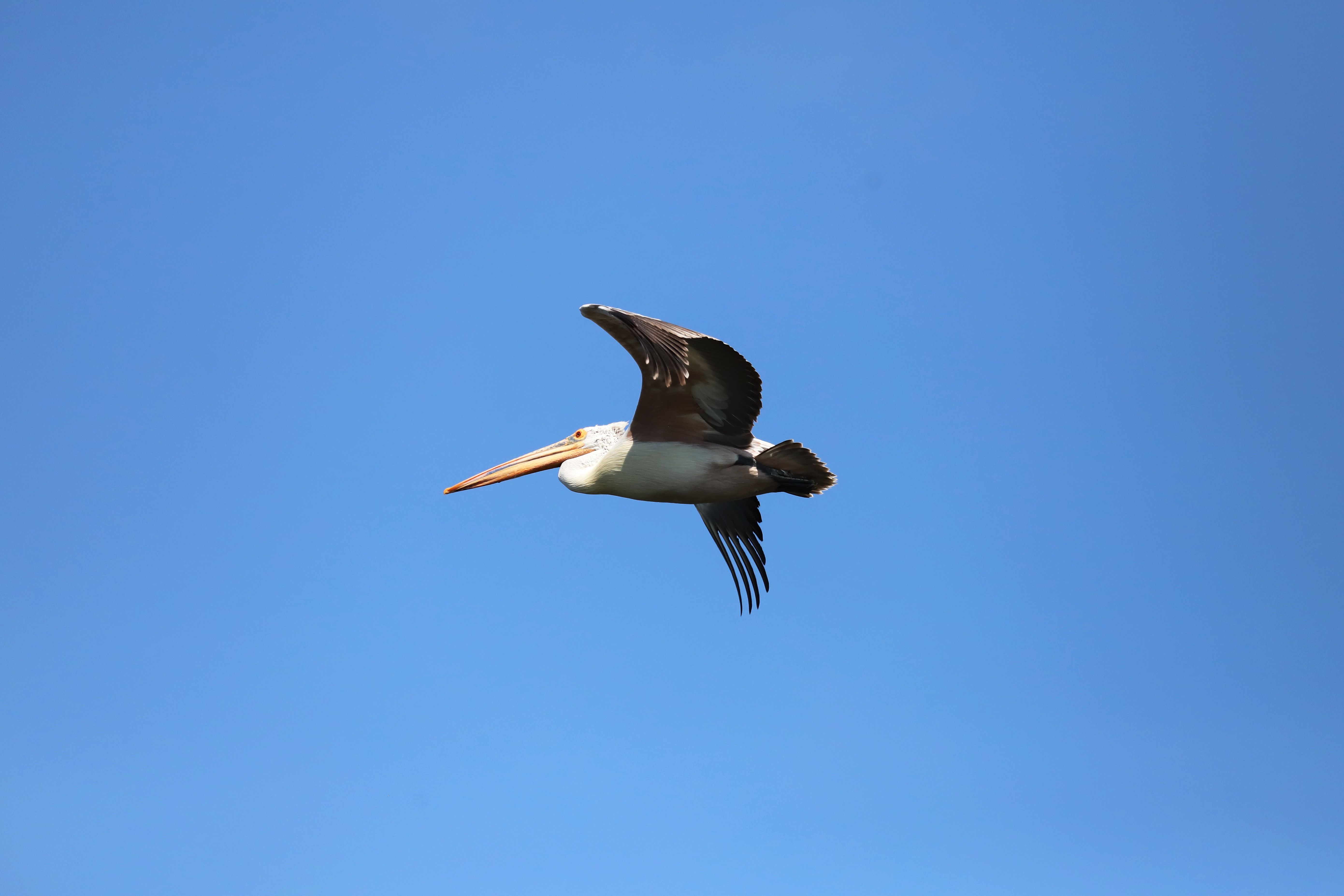Pelican in Flight Against Clear Blue Sky · Free Stock Photo
