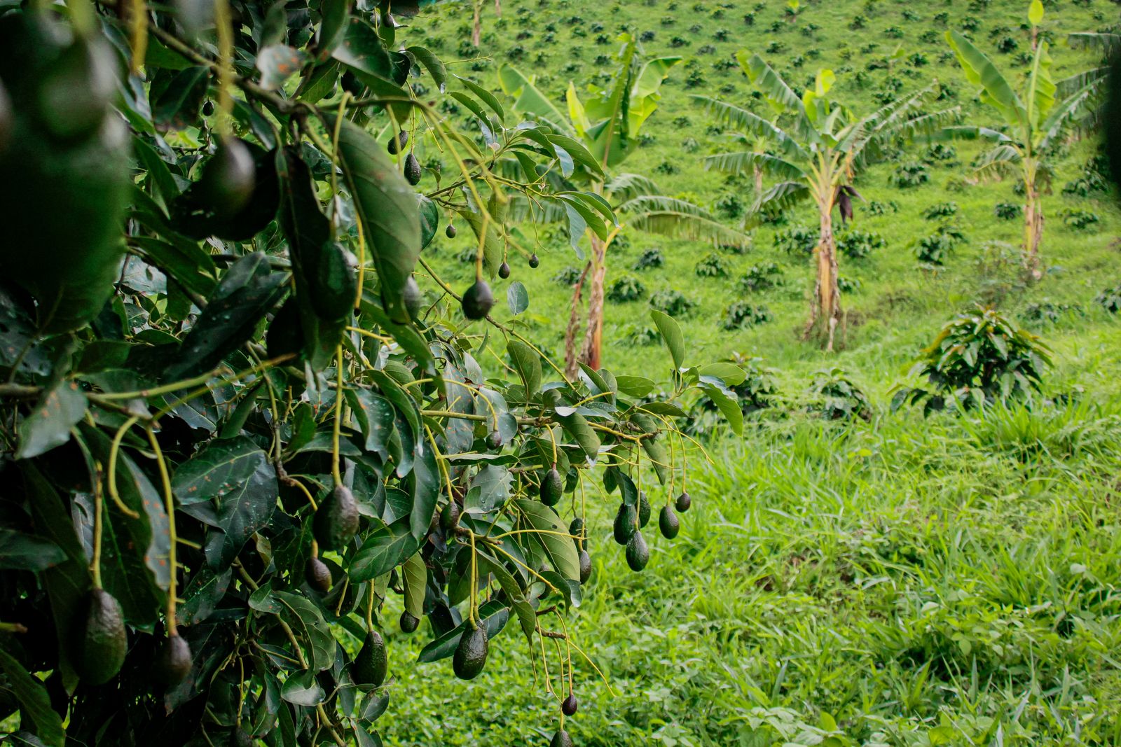 Huerta de aguacate en Michoacán