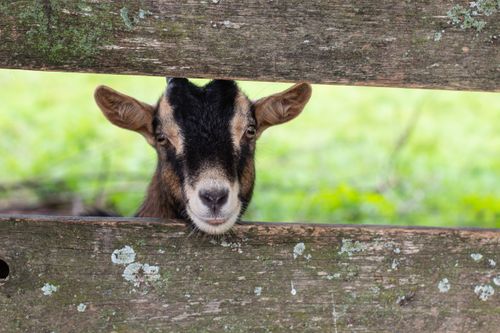 Free A brown goat curiously peeks through a rustic wooden fence in a farm setting. Stock Photo