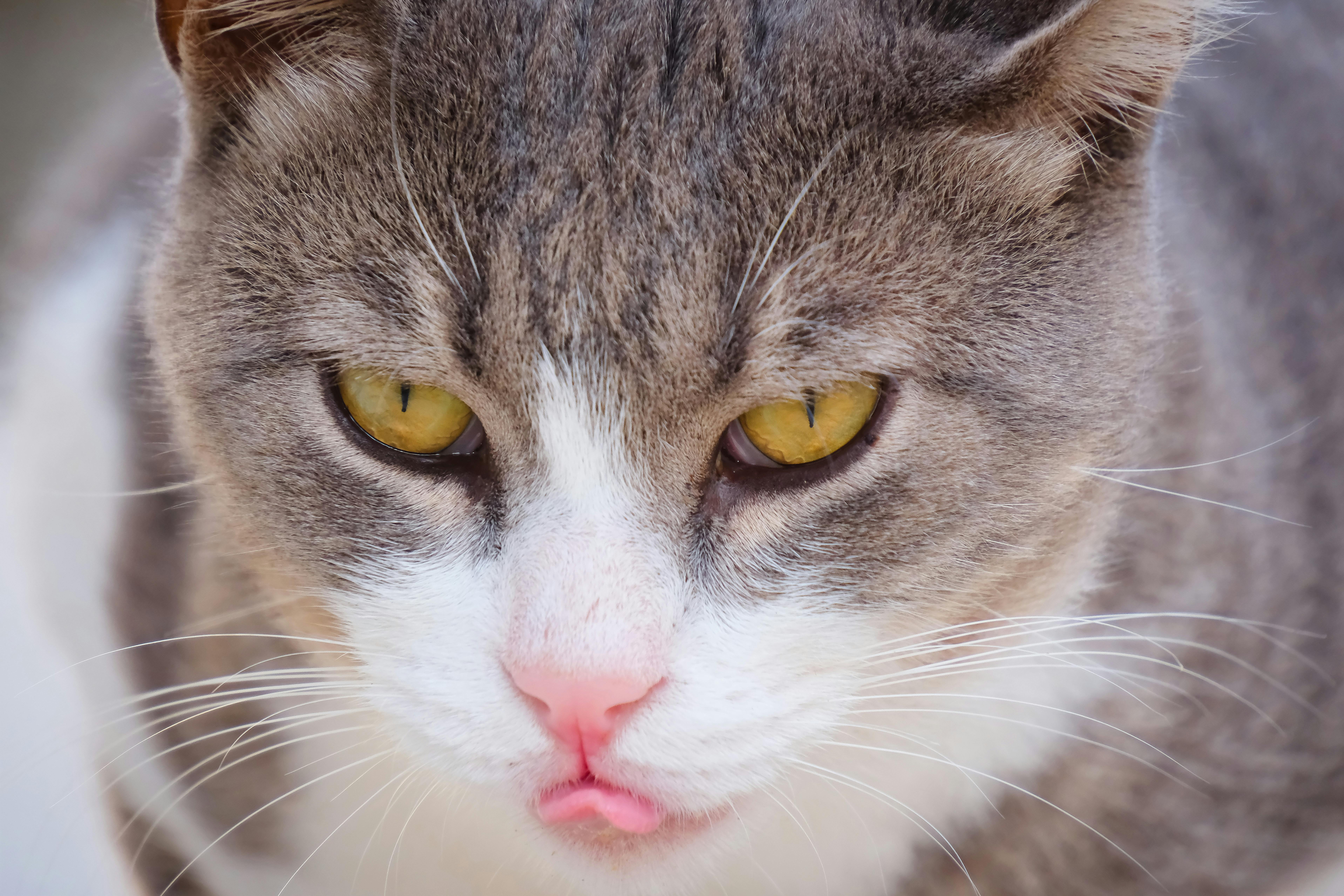 Gratis Immagine ravvicinata di un gatto con gli occhi gialli e la lingua rosa, che mostra curiosità. Foto a disposizione