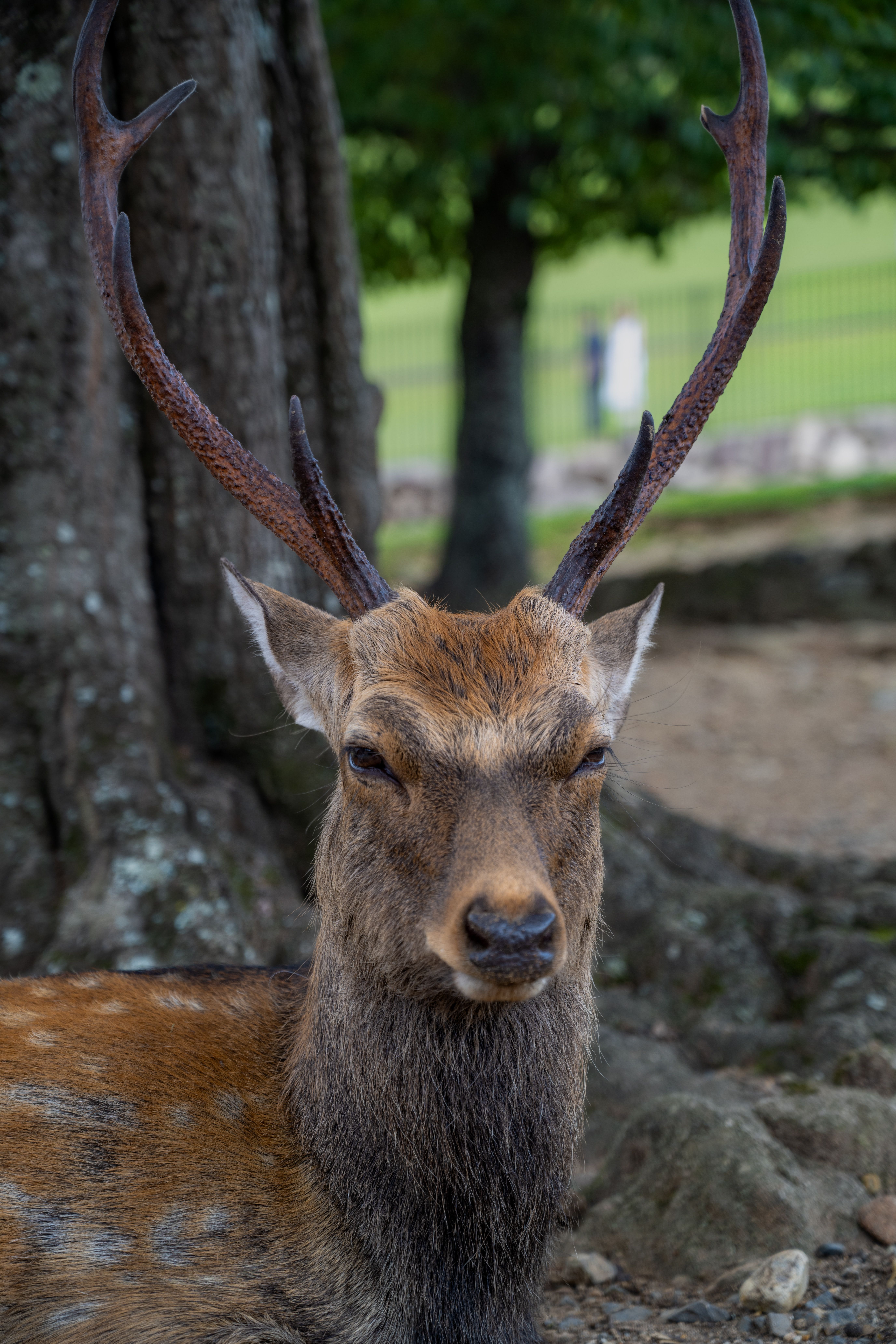 free-photo-of-portrait-of-sika
