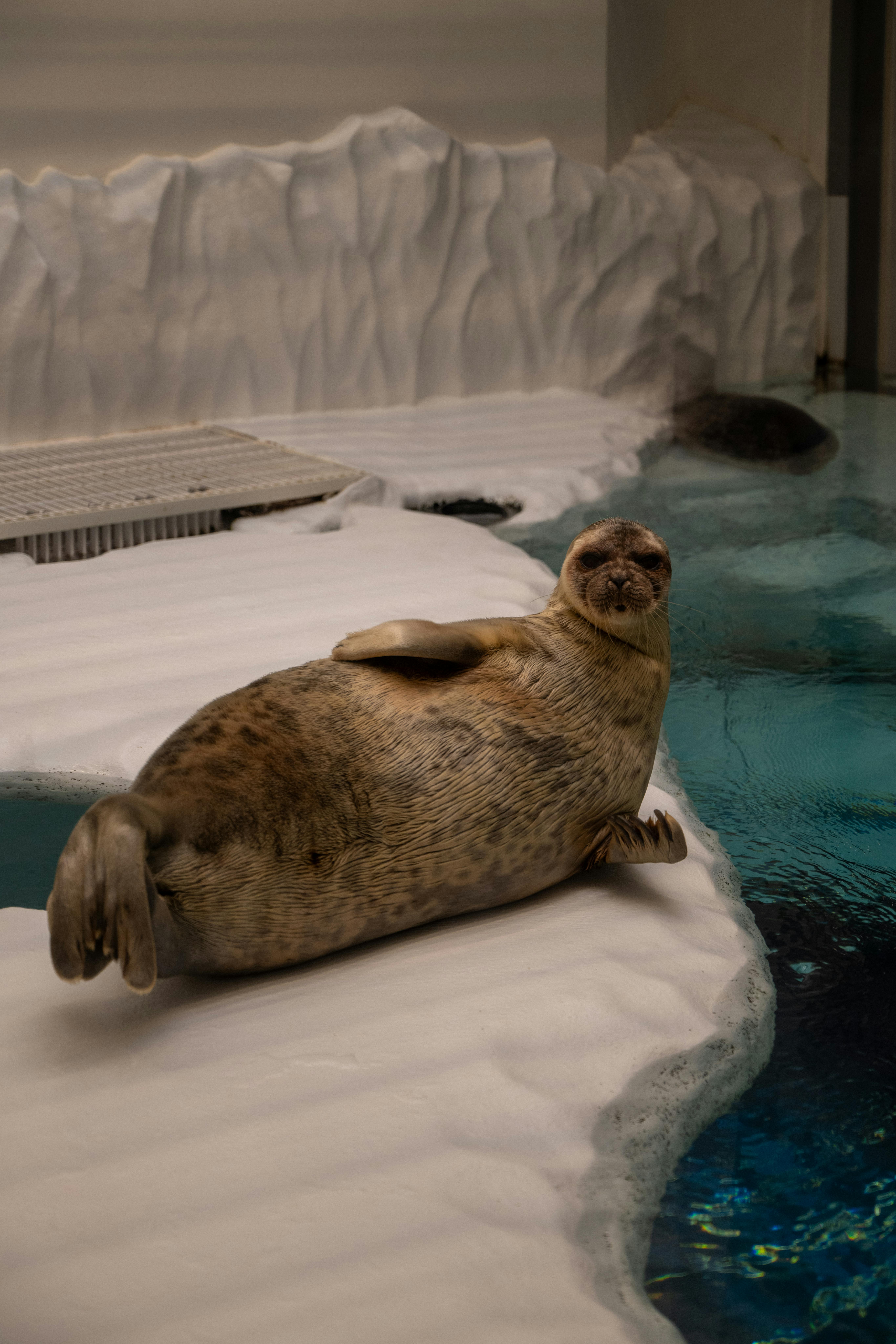 日本でラッコがいる水族館は鳥羽水族館だけ