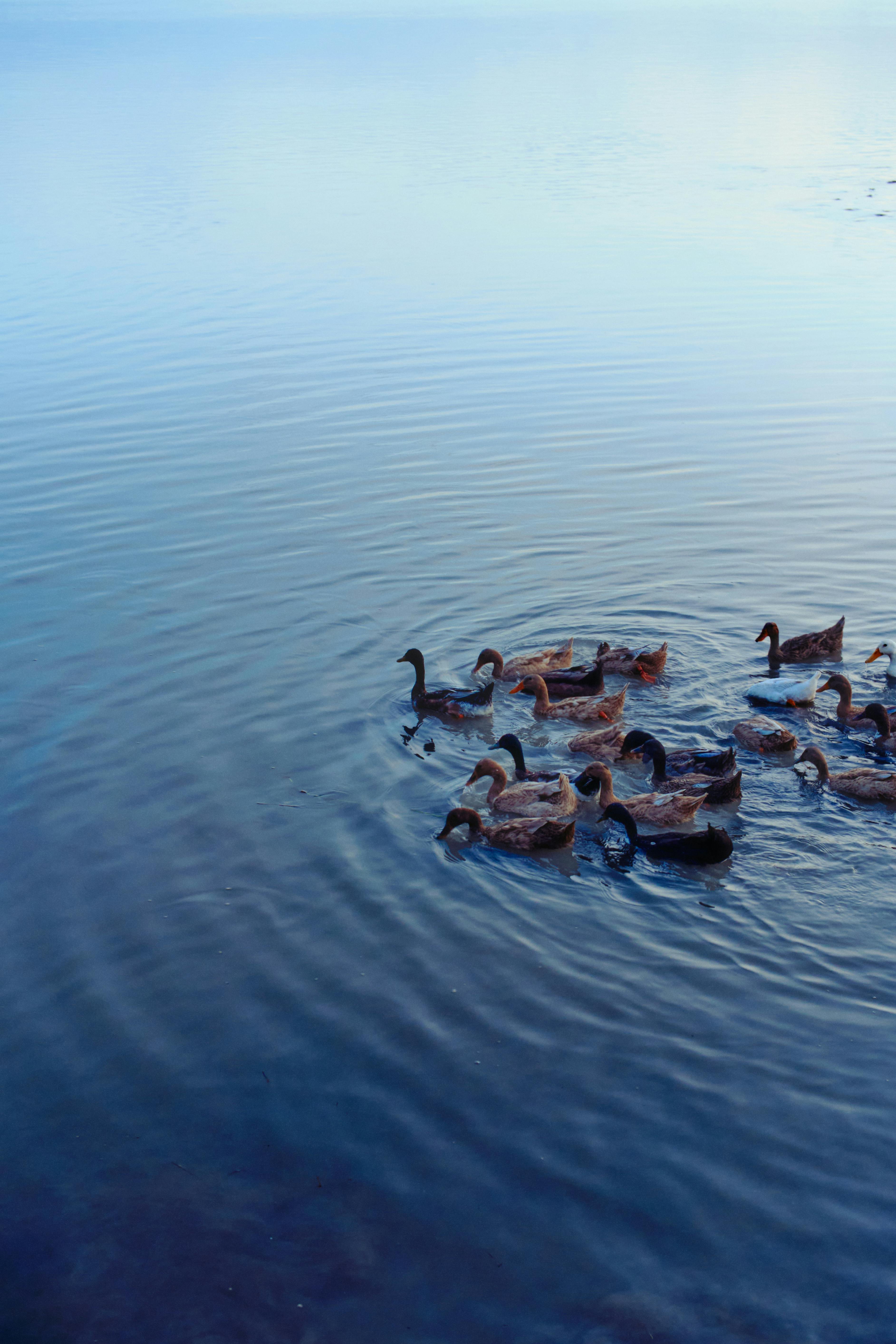 A serene image of ducks swimming together in a tranquil blue pond during summer.