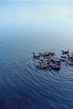 A serene image of ducks swimming together in a tranquil blue pond during summer.