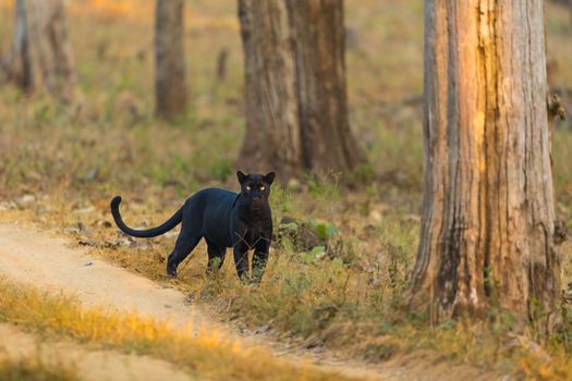 A rare black panther seen gracefully walking in the lush forests of Karnataka, India.