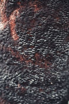 Detailed close-up of charred tree bark texture, showcasing the intricate patterns and colors.