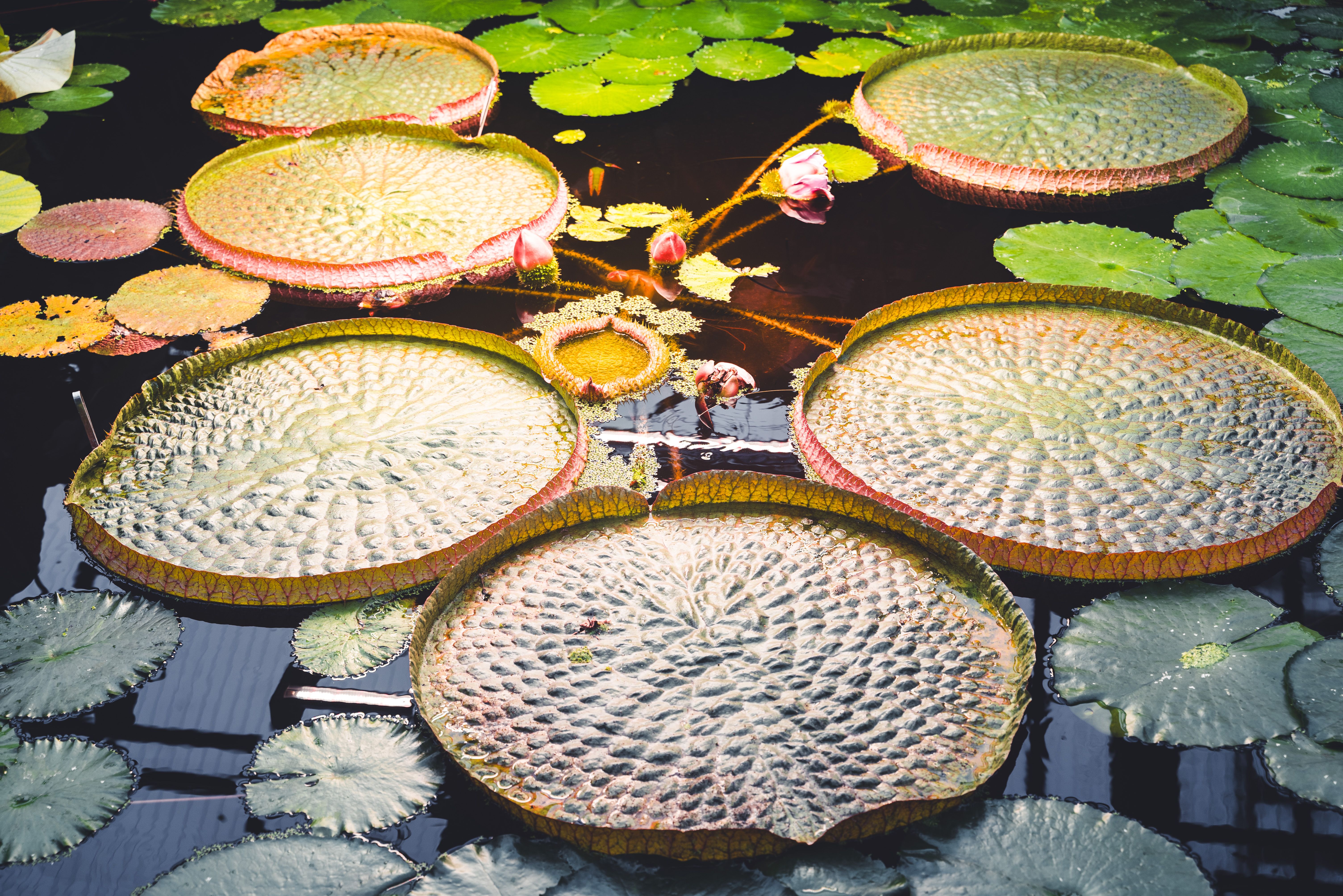 Ma Doo Bua Café — Giant Lily Pad Lake