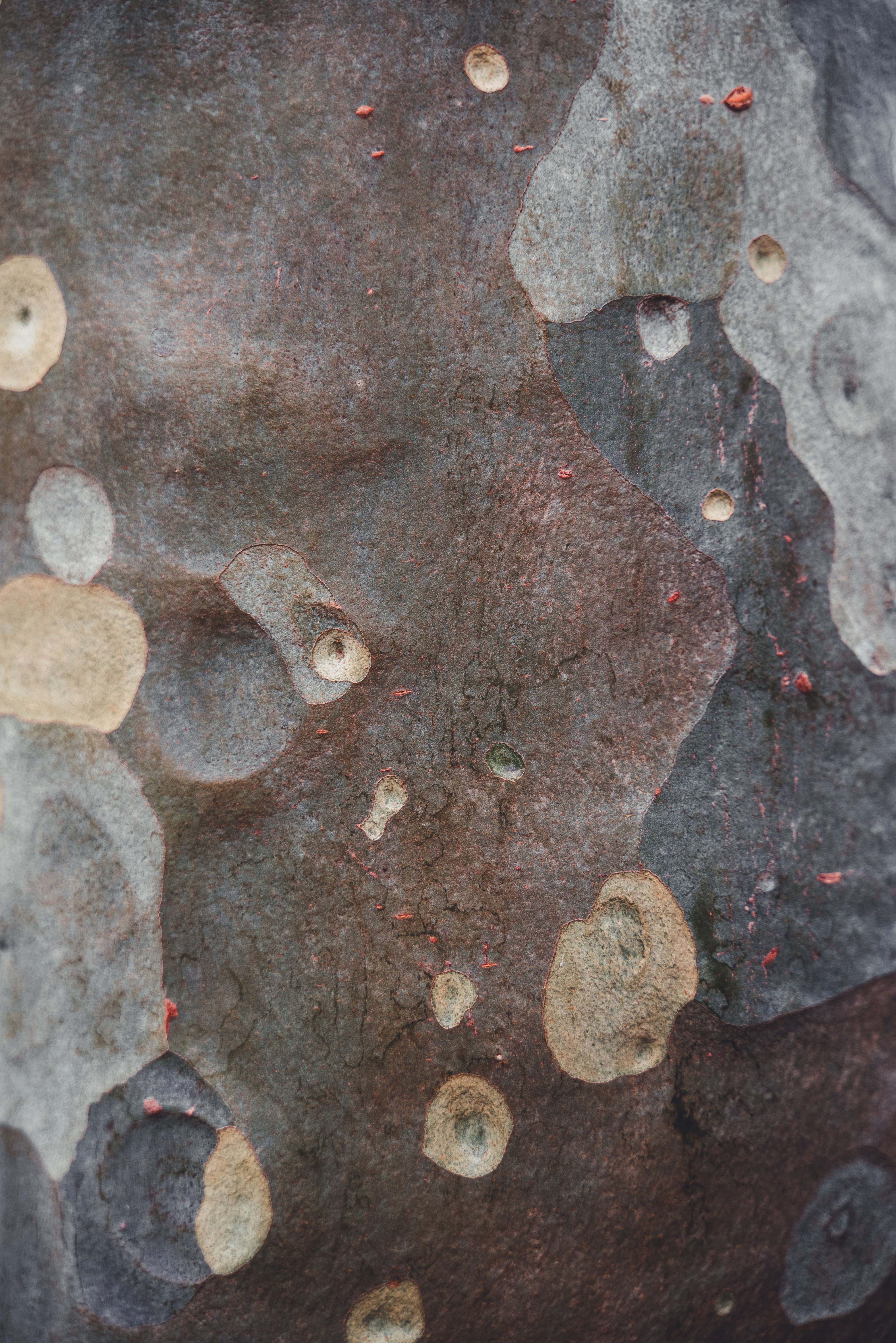 Close-Up of Tree Bark Texture with Unique Patterns · Free Stock Photo