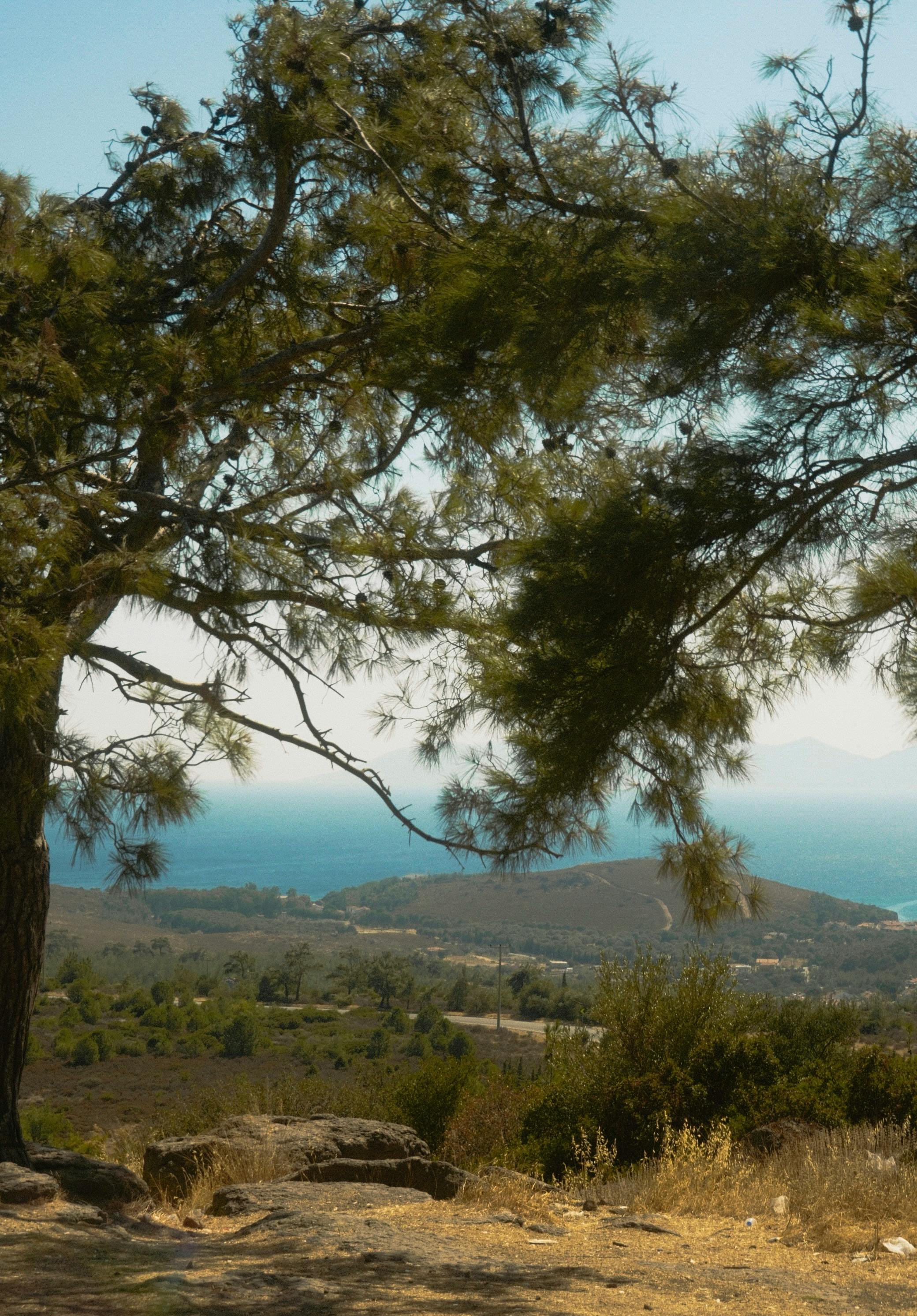 好的，我会按照您的要求进行句子优化
