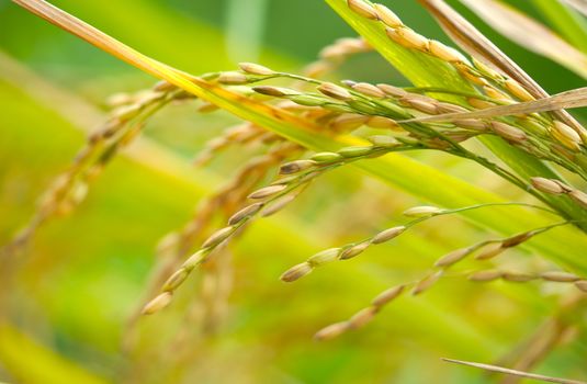 Wild Rice Stem — Jiao Bai