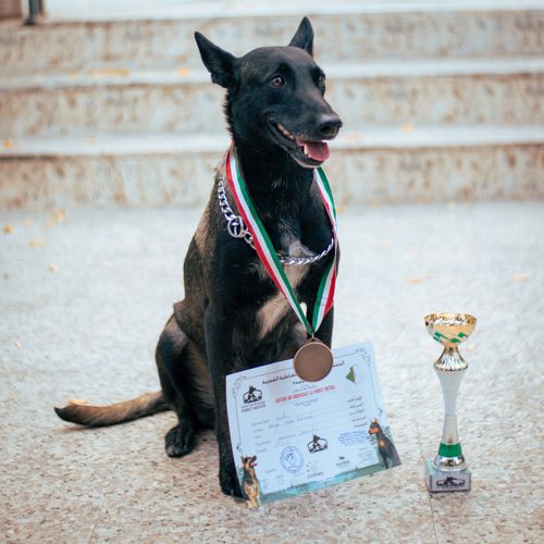Certified dog trainer with award ribbons and certificates
