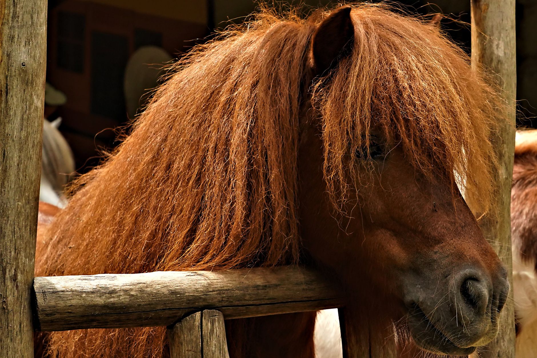 Portrait of a horse at a veterinary clinic