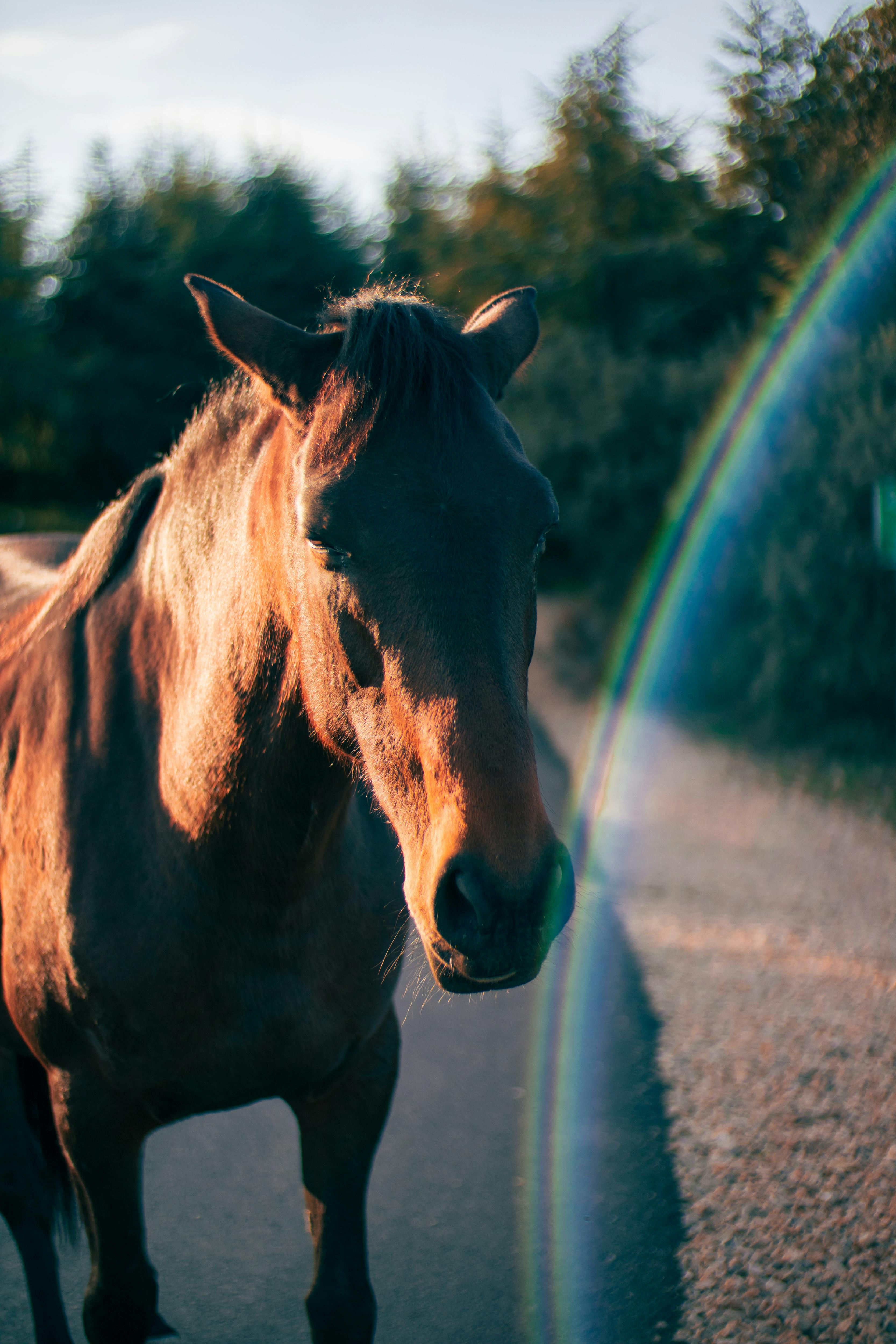 Anime+Girls+Sexy+Bikini Photos, Download The BEST Free Anime+Girls+Sexy