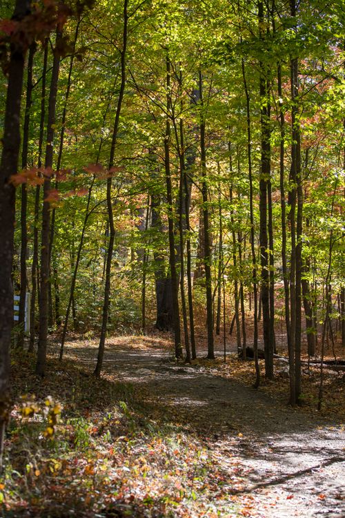Free Tranquil forest path surrounded by vibrant green and orange foliage in Ontario, Canada Stock Photo