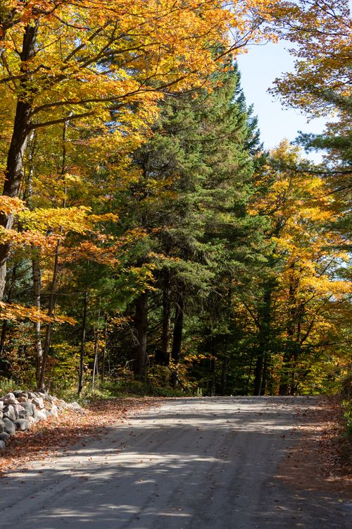 Free A serene autumn road surrounded by vibrant fall foliage in Ontario's dense forest. Stock Photo