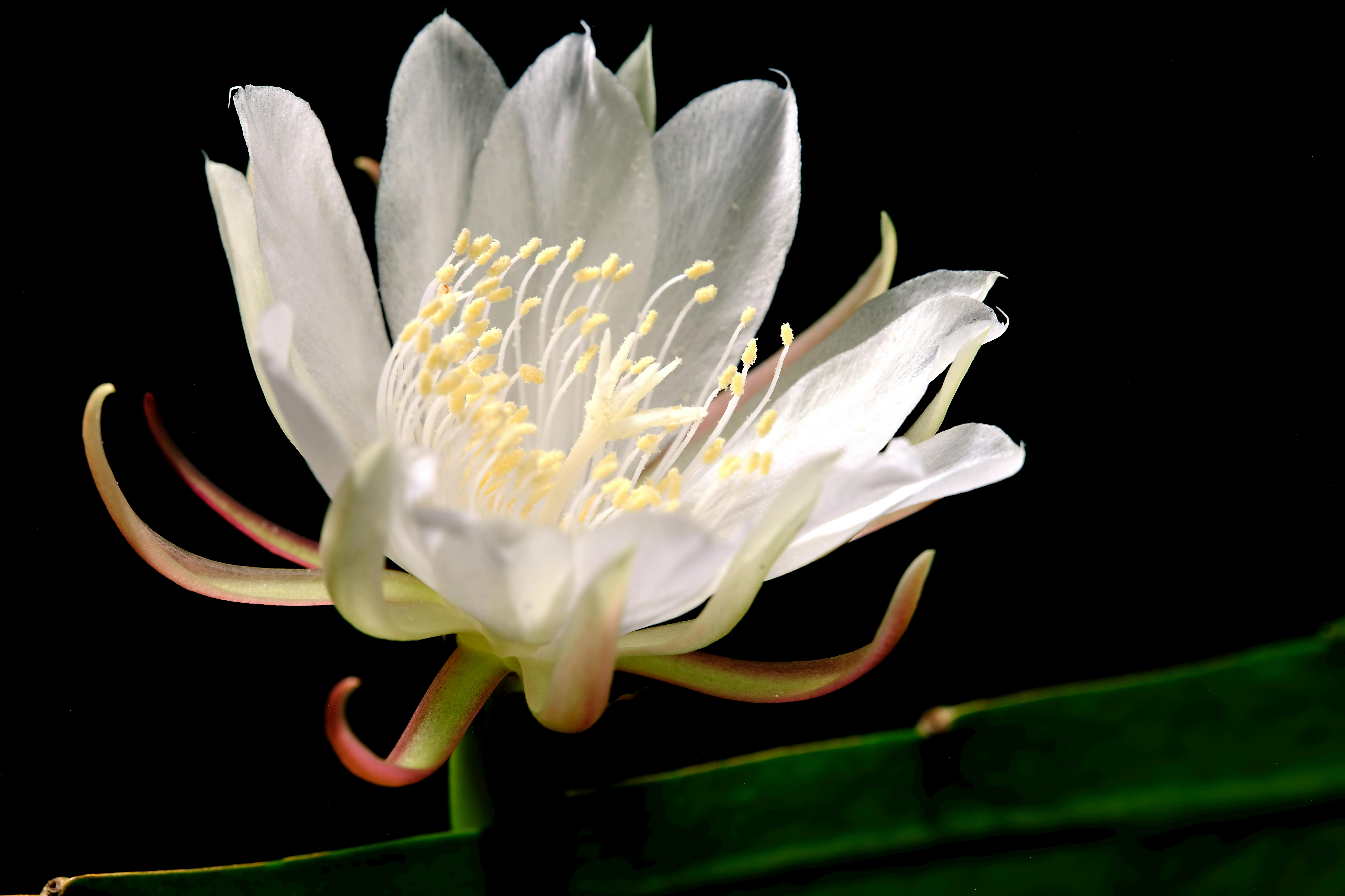 Plant opening petals