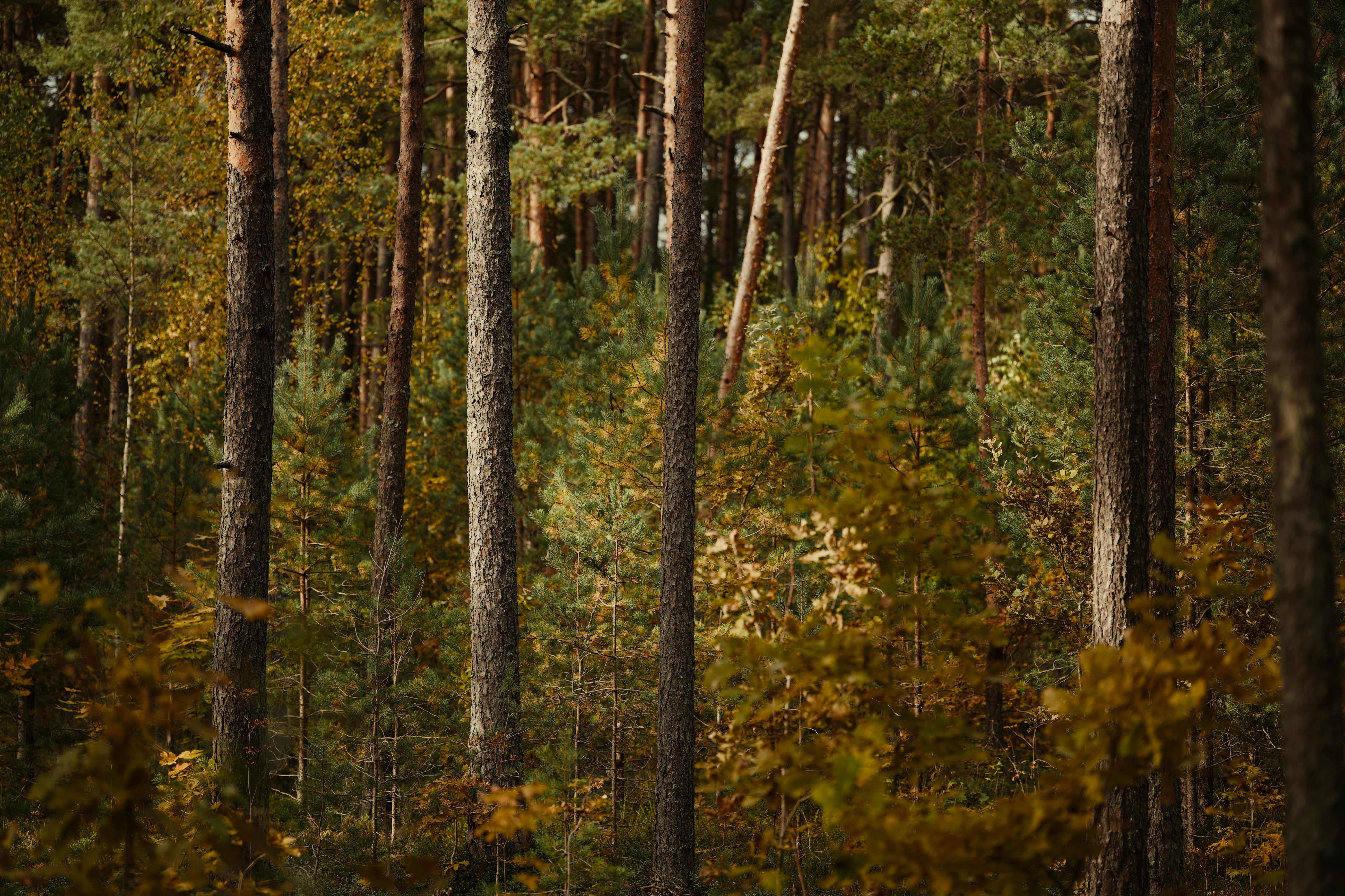 Preserving Indigenous Languages: A Path to Cultural Heritage