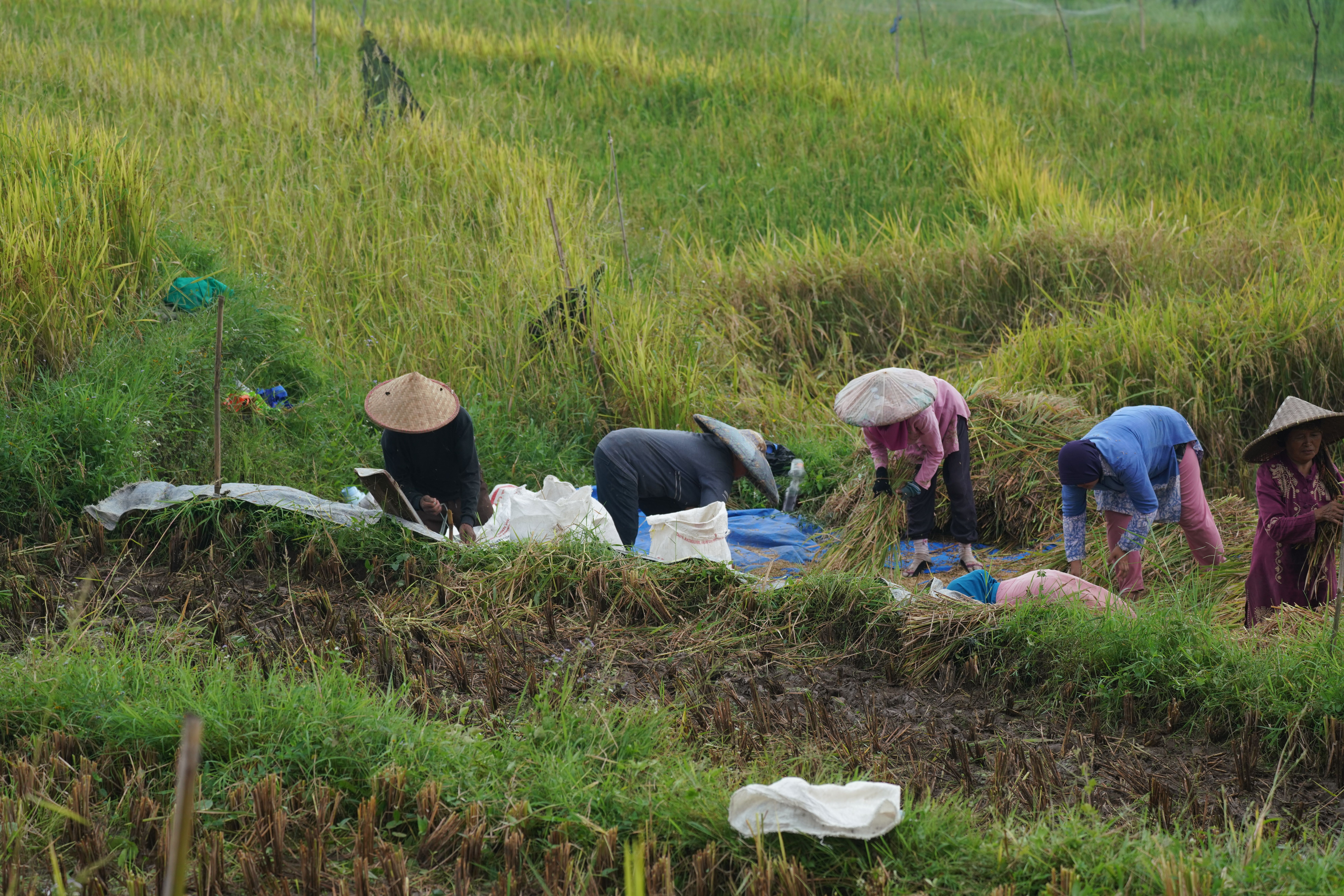 Farmers Harvesting Rice in Lush Green Fields · Free Stock Photo